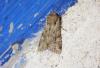 Apamea sordens